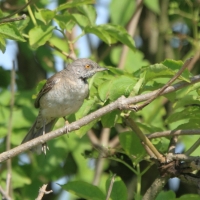 Jarzębatka - Sylvia nisoria - Barred Warbler