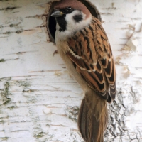 Mazurek - Passer montanus - Eurasian Tree Sparrowh