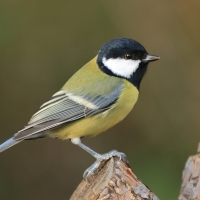 Bogatka - Parus major - Great Tit