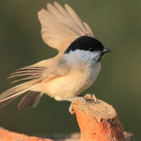 Sikora uboga - Poecile palustris - Marsh Tit