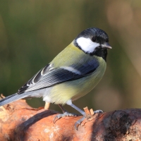 Bogatka - Parus major - Great Tit
