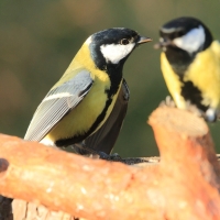 Bogatka - Parus major - Great Tit