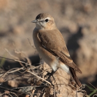 Pokląskwa - Saxicola rubetra - Whinchat