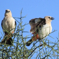 Bawolik białogłowy - Dinemellia dinemelli - White-headed Buffalo Weaver