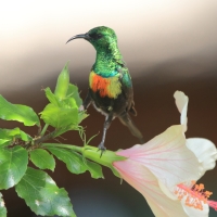 Nektarnik piękny - Cinnyris pulchellus - Beautiful Sunbird