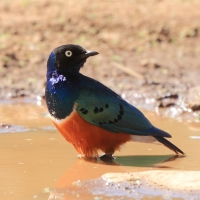 Błyszczak rudobrzuchy - Lamprotornis superbus - Superb Starling