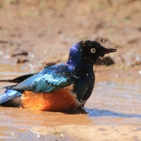 Błyszczak rudobrzuchy - Lamprotornis superbus - Superb Starling