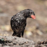 Bawolik czerwonodzioby - Bubalornis niger - Red-billed Buffalo Weaver