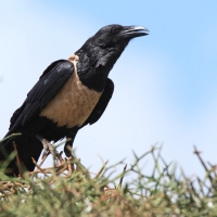 Kruk srokaty - Corvus albus - Pied Crow
