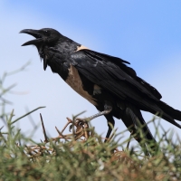 Kruk srokaty - Corvus albus - Pied Crow