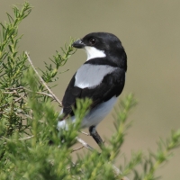 Dzierzba żałobna - Lanius dorsalis - Taita Fiscal