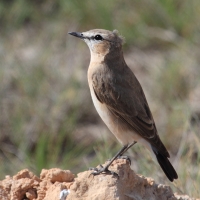 Pokląskwa - Saxicola rubetra - Whinchat