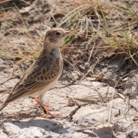 Pustynka płowa - Eremopterix leucopareia - Fischer's Sparrow Lark