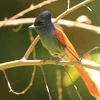 Muchodławka wspaniała - Terpsiphone viridis - African Paradise-flycatcher