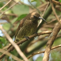 Nektarnik szkarłatny - Chalcomitra senegalensis - Scarlet-chested Sunbird