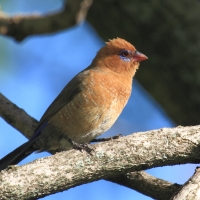 Motylik niebieskobrzuchy - Granatina ianthinogaster - Purple Grenadier
