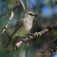 Mucharka szara - Bradornis microrhynchus - African Grey Flycatcher