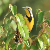 Szponnik żółtogardły - Macronyx croceus - Yellow-throated Longclaw