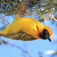 Wikłacz łuskowany - Ploceus spekei - Speke's Weaver