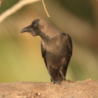 Wrona orientalna - Corvus splendens  - House Crow