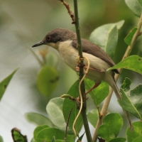 Nikornik żałobny - Apalis melanocephala - Black-headed Apalis