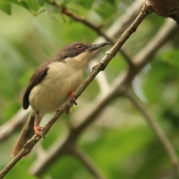 Nikornik żałobny - Apalis melanocephala - Black-headed Apalis