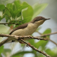 Nikornik żałobny - Apalis melanocephala - Black-headed Apalis
