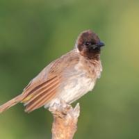 Bilbil okopcony - Pycnonotus tricolor - Dark-capped Bulbul