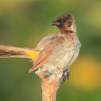 Bilbil okopcony - Pycnonotus tricolor - Dark-capped Bulbul