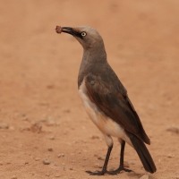 Błyszczak szarawy - Lamprotornis fischeri - Fischer's Starling