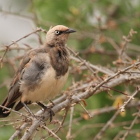 Błyszczak szarawy - Lamprotornis fischeri - Fischer's Starling