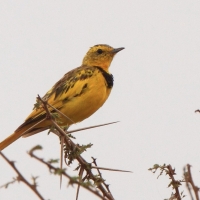 Świergotnik - Tmetothylacus tenellus - Golden Pipit