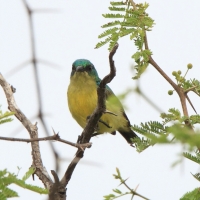 Nektarzyk obrożny - Hedydipna collaris - Collared Sunbird