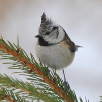 Czubatka  - Crested Tit