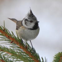 Czubatka  - Crested Tit
