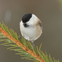 Czarnogłówka - Poecile montanus - Willow Tit
