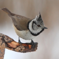 Czubatka  - Crested Tit