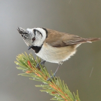 Czubatka  - Crested Tit