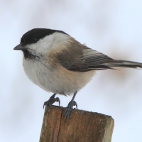 Czarnogłówka - Poecile montanus - Willow Tit