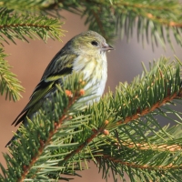 Czyż - Spinus spinus - Eurasian Siskin