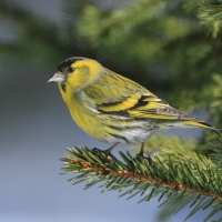 Czyż - Spinus spinus - Eurasian Siskin