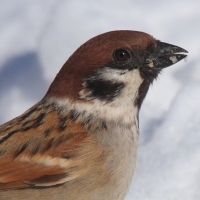 Mazurek - Passer montanus - Eurasian Tree Sparrowh