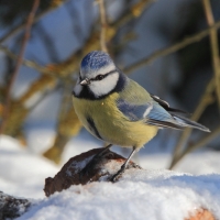 Modraszka - Cyanistes caeruleus - Blue Tit