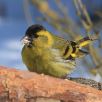 Czyż - Spinus spinus - Eurasian Siskin