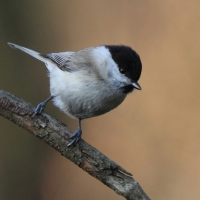 Czarnogłówka - Poecile montanus - Willow Tit