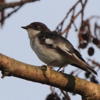 Muchołówka żałobna - Ficedula hypoleuca - Pied Flycatcher