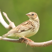 Lerka - Lullula arborea - Wood Lark