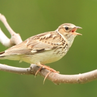 Lerka - Lullula arborea - Wood Lark