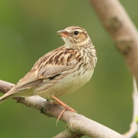 Lerka - Lullula arborea - Wood Lark