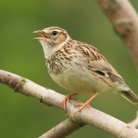 Lerka - Lullula arborea - Wood Lark